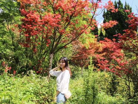 士林菁山社区に紅葉の美景が限定登場