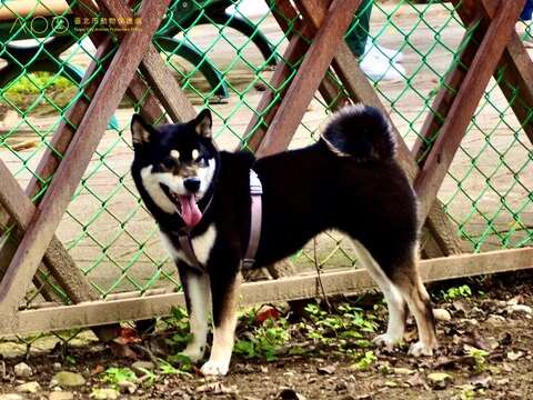 青峰狗活動區設有安全圍籬，提供狗狗安全活動場域