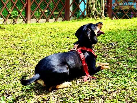 飼主攜帶毛孩於青峰狗活動區玩樂