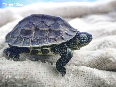 2月時兩位熱心的民眾，在非洲動物區發現一隻背甲直徑約4公分大小的野生斑龜寶寶