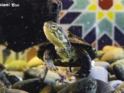 動物園內的濕地生態池、水鳥觀察區及水生植物園等處，都可能是野生斑龜生存與繁殖的好所在