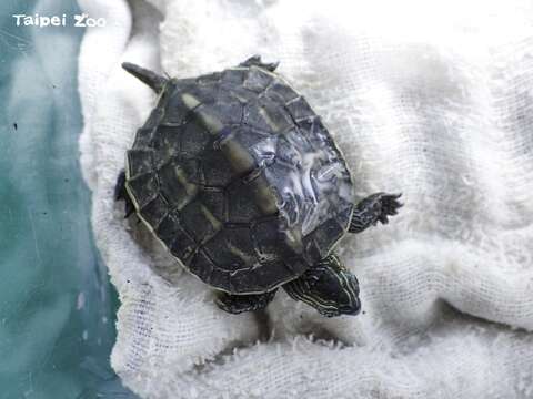 獸醫師根據傷勢研判，應是外力造成背甲破損