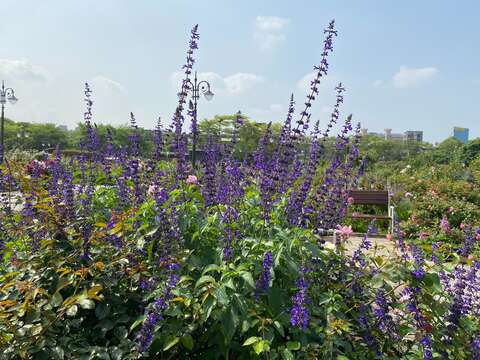「紫雲鼠尾草」穗花狀花穗達可30至40公分長。