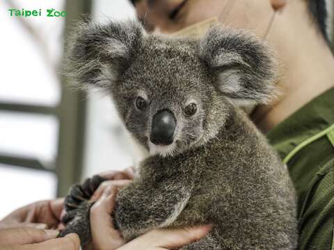 無尾熊寶寶體重目前正穩定增長中，生長曲線斜率和參考文獻吻合