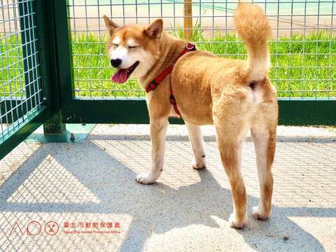 三腳渡狗狗活動區設有雙道安全門，提供寵物安全遊樂環境