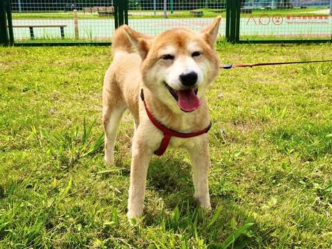 毛孩於三腳渡狗狗活動區享受動物友善設施