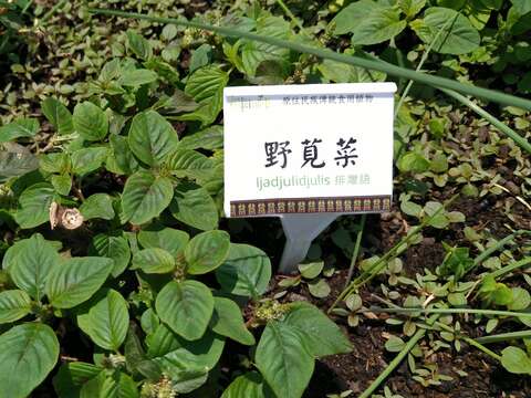 原住民傳統作物-野莧菜