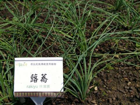 原住民傳統作物-蕗蕎