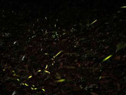 滿山飛舞的螢火蟲