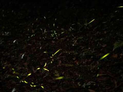 Hooded LED Streetlights Help Strengthen Firefly Conservation