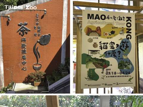 過去「貓空」曾是北部最大的茶葉產地之一（戴為愚攝）