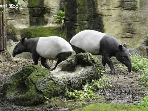 「貘豆」（左）：希望我長大後，動物園也能幫我找到合適的伴侶「貘芳」：一定會的，不用擔心！