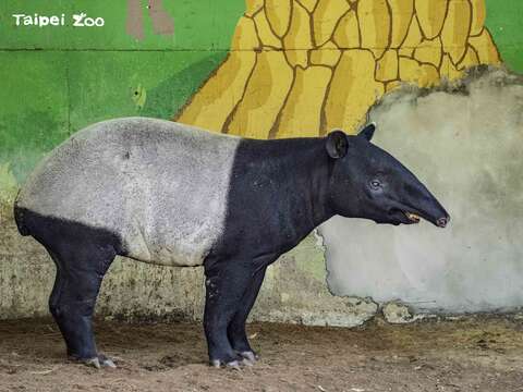 「貘樹」在3月中旬移居保育研究中心，與新加坡動物園遠道而來的「Putri」相親