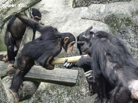黑猩猩：裡面的食物好香哦！到底要怎麼拿出來呢？