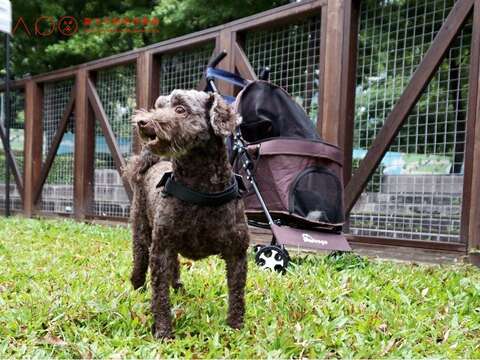 狗狗於信義廣場狗活動區遊樂
