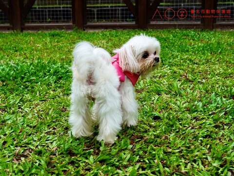 信義狗活動區採大小犬不分區規劃，讓狗狗可以盡情玩耍