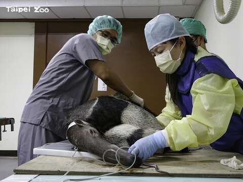 「三平」適應得十分良好，健檢結果顯示頭好壯壯
