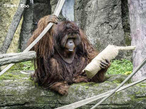 台北市立動物園 麻袋を使って動物を保護