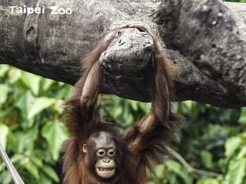 台北市立動物園 麻袋を使って動物を保護