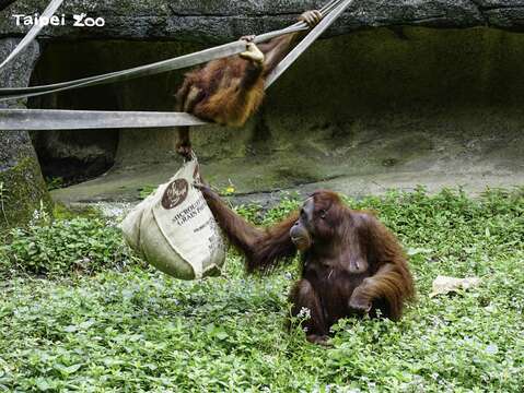 台北市立動物園 麻袋を使って動物を保護