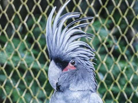 棕梠鳳頭鸚鵡擁有漂亮的頭冠