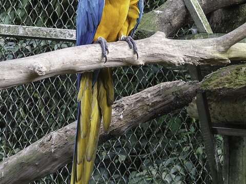 黃腹藍琉璃金剛鸚鵡擁有亮麗的羽毛