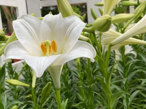 百合花綻放照片