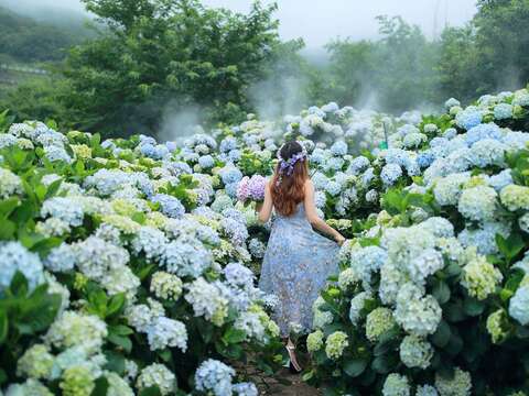 2022 Zhuzihu Hydrangea Festival Kicks-off on May 20