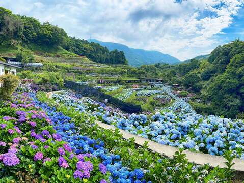 5月20日下午2點至4點到竹子湖聆聽「純彩色」音樂會，現場無需報名，只要購買大梯田生態
