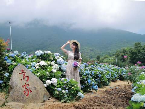 2022 Zhuzihu Hydrangea Festival Kicks-off on May 20