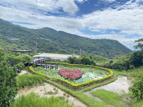白石湖社區的同心池花開綻放