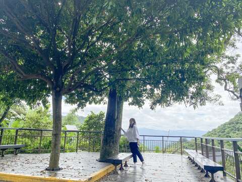 白石湖社區內的夫妻樹平台