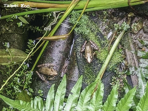 蛙蛙：這裡環境優美，就決定住下來啦！