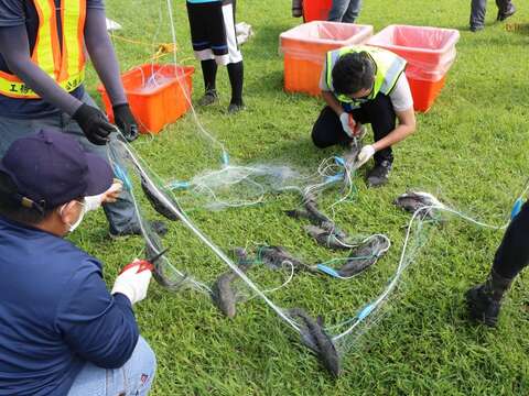 大湖、碧湖外來魚種以琵琶鼠魚對生態危害最為嚴重
