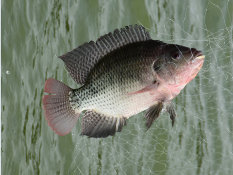大湖、碧湖常見外來魚種- 吳郭魚