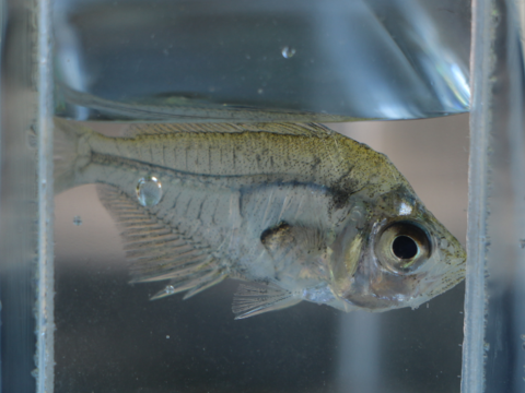大湖、碧湖常見外來魚種- 玻璃魚