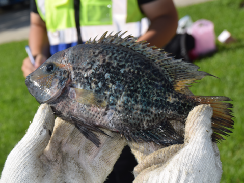 大湖、碧湖常見外來魚種-火口魚