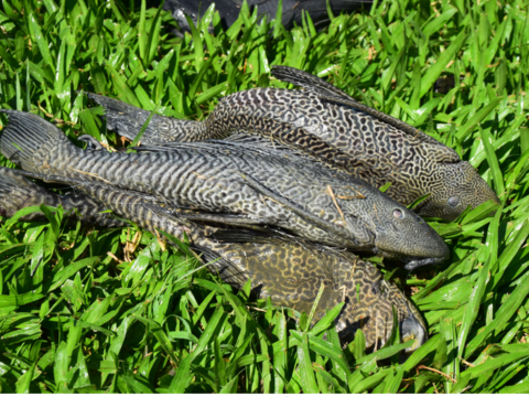 大湖、碧湖常見外來魚種-琵琶鼠魚
