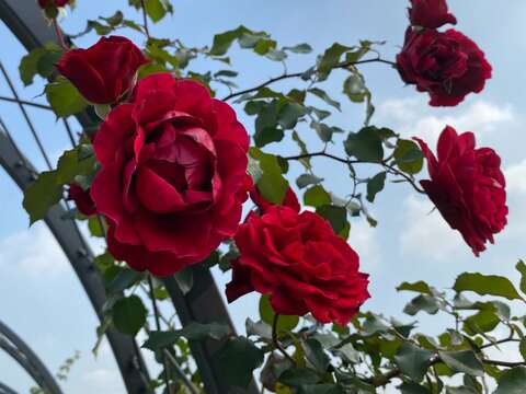 「唐璜」具有強香，花瓣為極具特色的黑紅色，屬高人氣蔓性玫瑰。