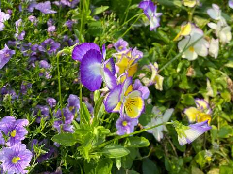 「香菫菜」為世界著名的香料植物。