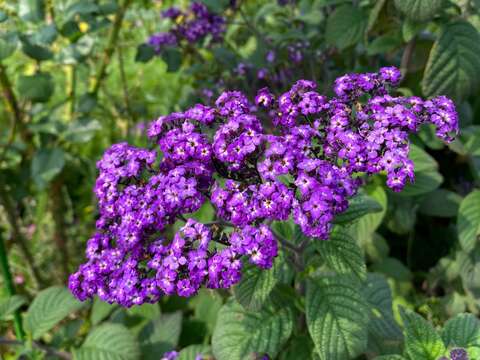 「香水草」花色為優雅的藍紫色調，具有濃烈香氣。