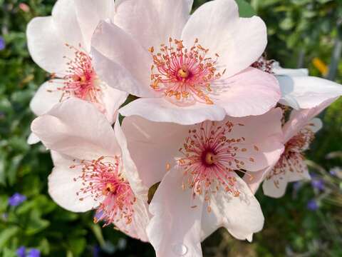 「粉紅莎可琳娜」花瓣心型，是五瓣的四季開花玫瑰。
