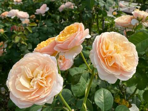 「茱麗葉」有世界最名貴玫瑰之稱。