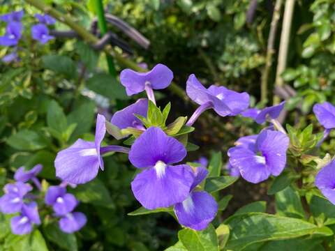 花蕊是白色的「藍鯨花」，每朵只有兩瓣。