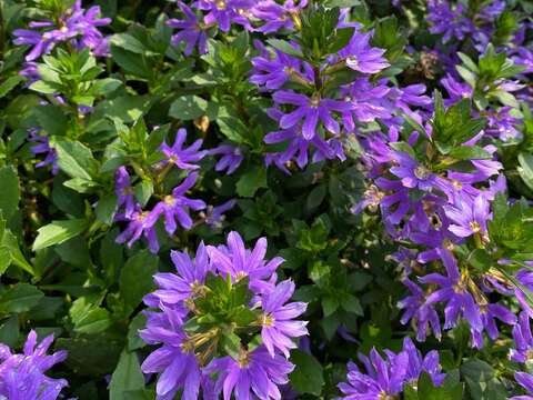 「紫扇花」只開半邊花，像展開的扇子。