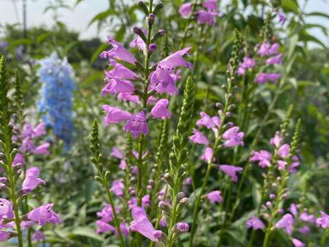 「隨意草」花穗宛如老虎的尾巴，亦稱叫做「虎角尾」。