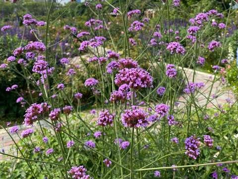 原產於南美洲的誘蝶植物「柳葉馬鞭草」為紫色系植栽。