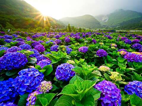 每年5月至6月間竹子湖地區繡球花盛開，5月28日趕快來置身美麗花海，拍美照拿繡球花。