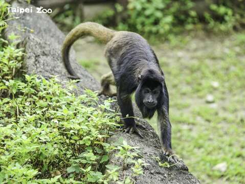 目前三歲的哥哥「卡比」（黑吼猴-詹德川攝）