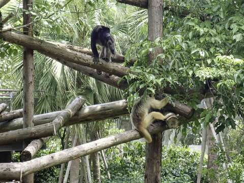 黑吼猴家族終於在近期正式與大家見面